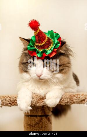 Hausgemachte schöne Katze in einem Weihnachten festliche Hut. Flauschige Kuril Bobtail Cat Close-up. Stockfoto