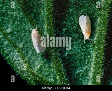 Gewächshaus weiße Fliege, Trialeurodes vaporariorum, einen Garten Schädlingsbekämpfung Stockfoto