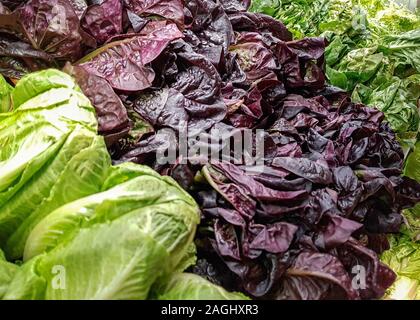 USA, Boston - Januar 2018 - Gemischter Kopfsalat und Kohl auf Anzeige in den lokalen Markt Stockfoto