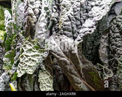 USA, Boston - Januar 2018 - Kale (cavalo Nero) Kohl auf dem lokalen Markt Stockfoto