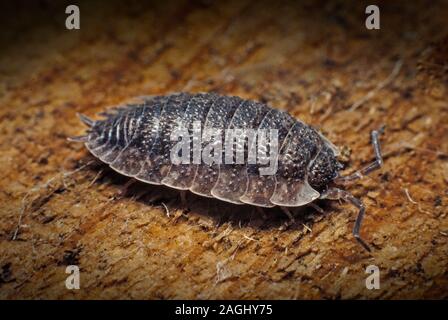 Asseln, gemeinsame Rough woodlouse oder einfach Rough woodlouse, Porcellio scaber Stockfoto