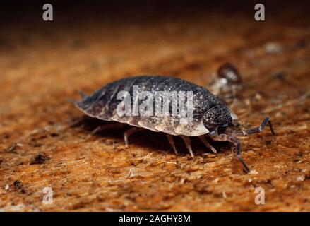 Asseln, gemeinsame Rough woodlouse oder einfach Rough woodlouse, Porcellio scaber Stockfoto