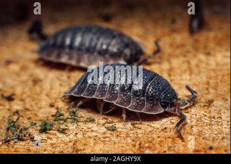 Asseln, gemeinsame Rough woodlouse oder einfach Rough woodlouse, Porcellio scaber Stockfoto