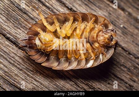 Asseln, gemeinsame Rough woodlouse oder einfach Rough woodlouse, Porcellio scaber Stockfoto