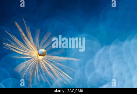 Eine glänzende Tropfen Wasser auf dem Löwenzahn Flaum. Abstrakte schöne blaue Hintergrund. Makro, Soft Focus. Schöne Grußkarte für Ihre Ansage. Stockfoto