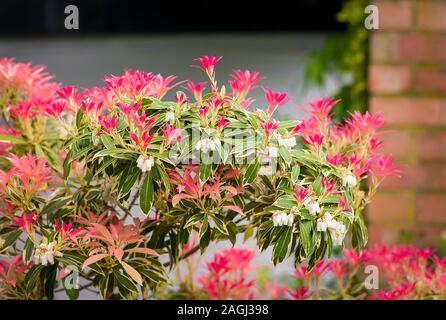 Pieris japonica Flaming Silber ist das neue junge Blätter, die auf den ersten Pink sind bevor Sie bunt grün in einem Englischen Garten Stockfoto