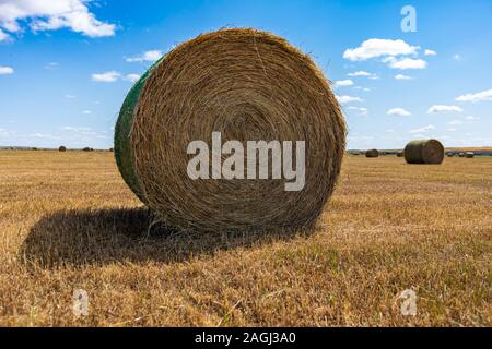 Große Rundballen Heu in der Landschaft, Farbkontrast mit schönen blauen Himmel im Hintergrund. Ländliche Atmosphäre, Sommer Stimmung. Stockfoto
