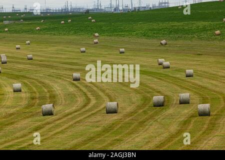 Helle grüne Feld oder Wiese mit städtischen oder industriellen Gebäude im Hintergrund, voller vor kurzem geerntet Heuballen. Ländliche Umgebung. Stockfoto