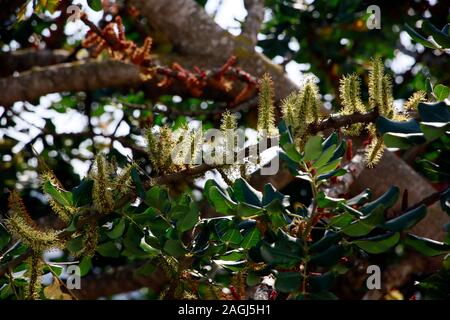 Männliche Blütenstände des Johannisbrotbaum (Ceratonia siliqua), Dipkarpaz, Türkische Republik Nordzypern Stockfoto