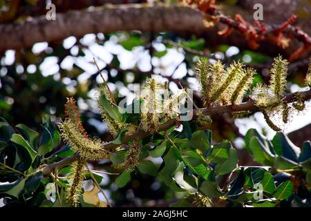 Männliche Blütenstände des Johannisbrotbaum (Ceratonia siliqua), Dipkarpaz, Türkische Republik Nordzypern Stockfoto