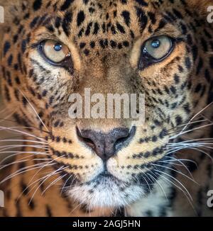 Sri Lanka Leopard (close-up) Stockfoto
