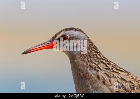 Östlichen Wasser Schiene - Braun - ist Rail (Rallus indicus) in der Provinz der Mongolei Dornod Stockfoto