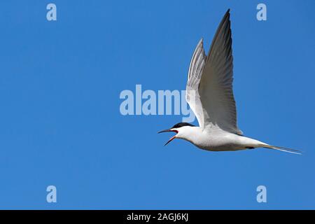 Aufruf der Flussseeschwalbe (Sterna hirundo, Unterarten longipennis) im Flug Stockfoto