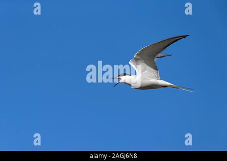 Aufruf der Flussseeschwalbe (Sterna hirundo, Unterarten longipennis) im Flug Stockfoto