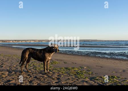 Hochformat eines Hundes mit morgen Lichter am Strand in Puerto Madryn, Patagonien, Argentinien Stockfoto