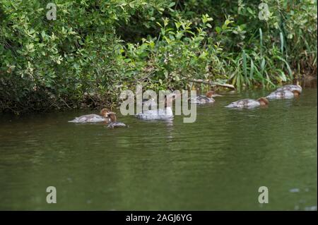 Gänsesäger (Mergus Merganser) Weibliche und Junge auf dem Fluss Urr, Dalbeattie, Dumfries und Galloway, SW Schottland Stockfoto