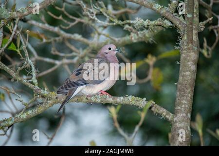 Eared Dove Zenaida auriculata Antisana Vulkan, Ecuador 3 Dezember 2019 nach Columbidae Stockfoto