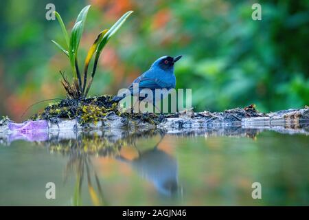 Maskierte Flowerpiercer Diglossa cyanea Tandayapa, Ecuador 8 Dezember 2019 nach Thraupidae Stockfoto