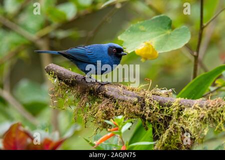 Maskierte Flowerpiercer Diglossa cyanea Tandayapa, Ecuador 8 Dezember 2019 nach Thraupidae Stockfoto