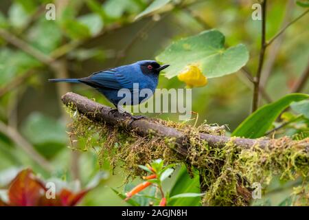 Maskierte Flowerpiercer Diglossa cyanea Tandayapa, Ecuador 8 Dezember 2019 nach Thraupidae Stockfoto