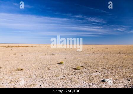 Kalahari Wüste, in der Nähe von Rakops, Central District, Botswana, Südafrika, Afrika Stockfoto