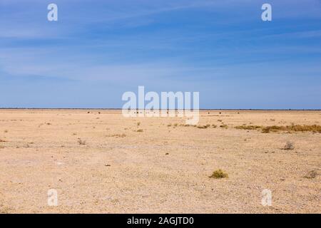 Kalahari Wüste, in der Nähe von Rakops, Central District, Botswana, Südafrika, Afrika Stockfoto