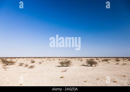 Kalahari Wüste, in der Nähe von Rakops, Central District, Botswana, Südafrika, Afrika Stockfoto