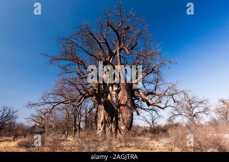 Großer Baobab-Baum im Planet Baobab, in der Nähe von Gweta, Central District, Botswana Africa Stockfoto