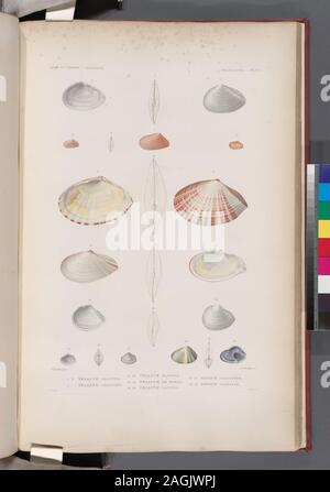 Mollusques: 1.-3. Telline, Blanche; 4.- 7. Telline, Losangée; 8.-10. Telline, Élargie; 11.-13. Telline de Tonga; 14.-16. Telline, Lactée; 17.-19. Donace, Cardioïde; 20.-22. Donace, Australe.; Mollusques: 1.-3. Telline, Blanche; 4.- 7. Telline, Losangée; 8.-10. Telline, Élargie; 11.-13. Telline de Tonga; 14.-16. Telline, Lactée; 17.-19. Donace, Cardioïde; 20.-22. Donace, Australe. Stockfoto