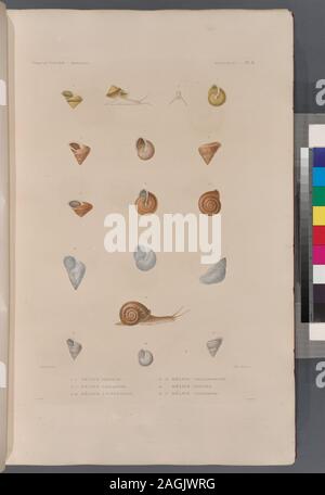 Mollusques: 1.- 4. Hélice pointue; 5.- 7. Hélice trochoïde; 8.-10. Hélice à Geldbußen raies; 11.-13. Hélice transpatente; 14. Hélice zonaire; 15.-17. Hélice coniforme.; Mollusques: 1.- 4. Hélice pointue; 5.- 7. Hélice trochoïde; 8.-10. Hélice à Geldbußen raies; 11.-13. Hélice transpatente; 14. Hélice zonaire; 15.-17. Hélice coniforme. Stockfoto