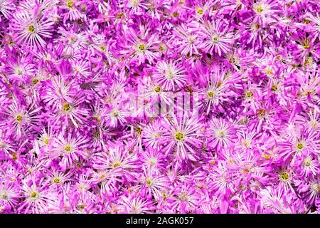 Bunt blühende Rosa und Lila Blume Teppich hautnah. Lampranthus ist blühende sukkulente Pflanze in der Familie Aizoaceae. Stockfoto