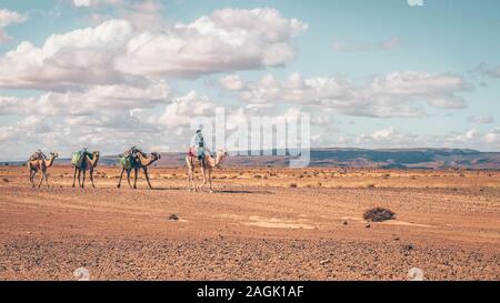 Sahara, Marokko - Okt. 24, 2015. Ein männliches Kamel Rider, die traditionelle nomadische Kleidung führt drei Dromedar Kamele entlang einem Feldweg. Stockfoto