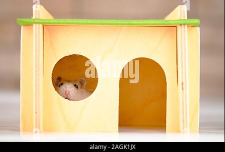 Hamster mit Holzhaus auf Hintergrund brick Stockfoto