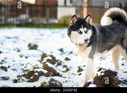 Husky gräbt ein Loch in den Boden im Winter Stockfoto