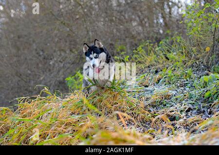 Blue-eyed Hunde. Überrascht Hund. Porträt einer Sibirischen Husky im Wald Stockfoto