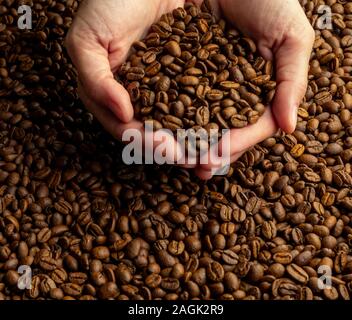 Frauen Hände halten in den Handflächen eine große Handvoll Kaffeebohnen auf dem Hintergrund von Kaffee Stockfoto