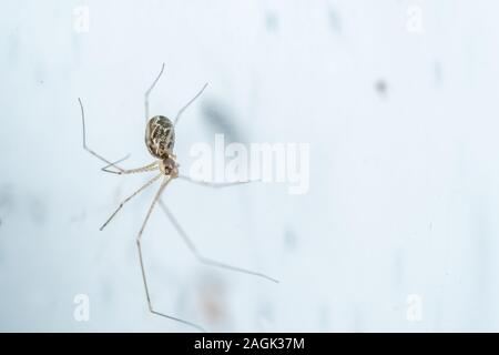Keller spinnen Daddy Long - Beine Nahaufnahme Makro Stockfoto