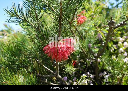 Australische Einseitig Flaschenbürste Stockfoto