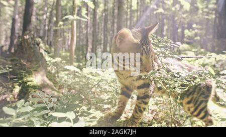 Eine Katze in einem Stadtpark. Bengalen wildcat Spaziergang auf den Wald im Kragen. Asiatische Jungle Cat oder Sumpf oder Reed. Häuslich Leopard Cat. Stockfoto