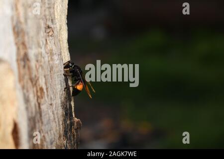 Ein geringerer gebändert Hornisse (Vespa affinis) Sammeln von Holz- Ablagerungen in einem Pol ein Nest zu bauen. Stockfoto