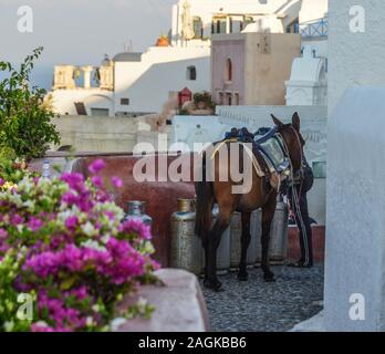 Ein Maultier zu Fuß in das Dorf Oia auf Santorini (Griechenland). Esel oder Maultiere wurden verwendet, um menschliche Fracht bis Santorini Fähre. Stockfoto