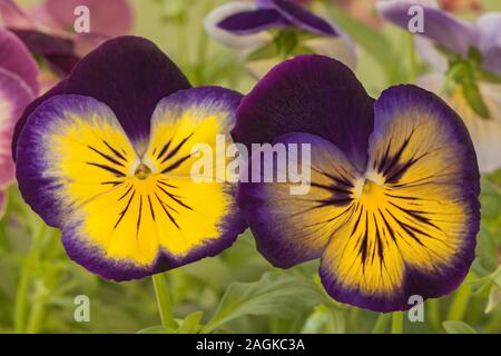 Pansy 'Midnight Glow' Stockfoto