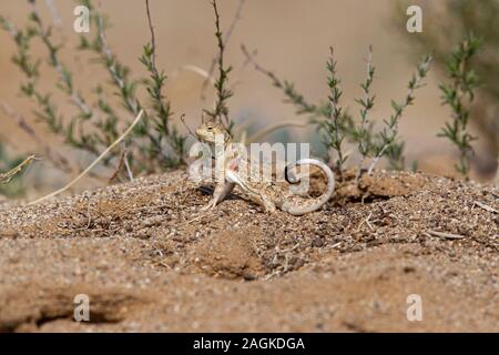 Ein tuva Kröte - Kopf Agama (Phrynocephalus versicolor) in die Gobi, Mongolei Stockfoto