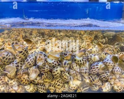 Lebendig Schnecken im Tank zum Verkauf an Seafood Market Stockfoto