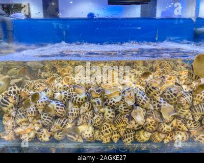 Stapel von alive Schnecken im Wasserbehälter Seafood Market Stockfoto