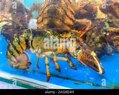 Lebendig großen Hummer im Tank an Seafood Market Stockfoto