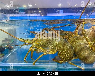 Lebendig Hummer in Wassertank für Verkauf an Seafood Market Stockfoto