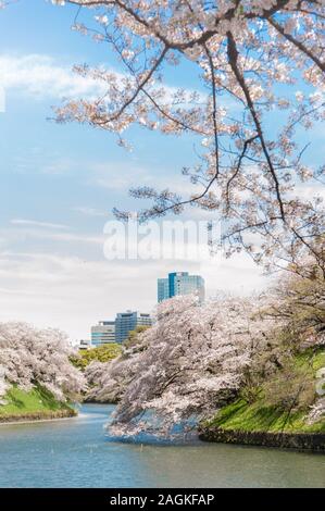 Schöne Cherry Blossom Festival im Park Chidorigafuchi, Tokio, Japan. Stockfoto