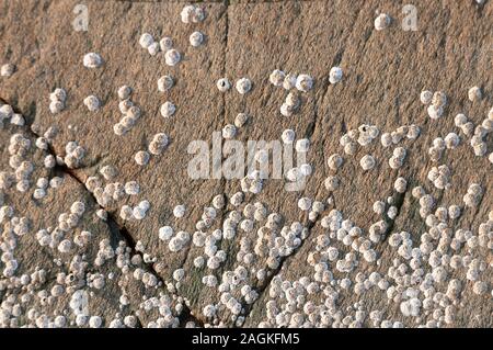 Barnacle auf Felsen bei Gairloch Strand, Scottish Highlands Stockfoto