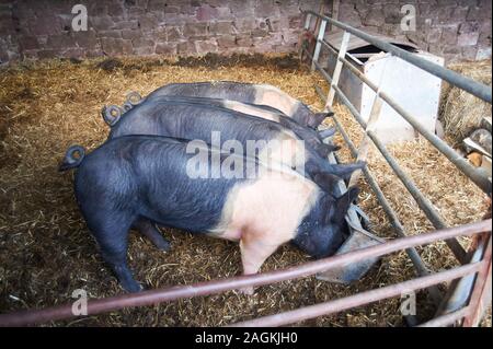 Saddleback Schweine fressen in einen Trog, Hallenbad in einer Scheune, England, UK, GB. Stockfoto